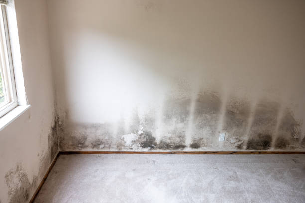 Best Mold Remediation for Healthcare Facilities  in North Judson, IN